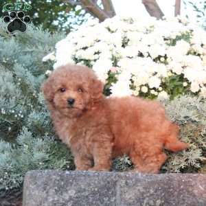 Daisy, Forever Puppy